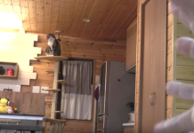 貓咪,只要看到你做出這種手勢,就像是被吸了過去一般