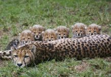 6隻迷你豹呆萌看鏡頭 1年後「飛速成長」:哪隻是媽媽…