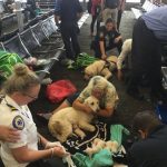 導盲犬「登機前一刻」生寶寶!「機場直接變產房」接生一家10口畫面超暖心~