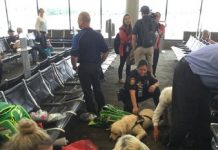 導盲犬「登機前一刻」生寶寶!「機場直接變產房」接生一家10口畫面超暖心~