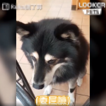 「哈士柴」早餐想要吃蛋!吃不到立馬開啟「頂嘴模式」委屈極了~