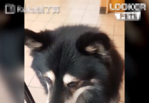 「哈士柴」早餐想要吃蛋!吃不到立馬開啟「頂嘴模式」委屈極了~