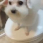 去趟美容院回來…卻被愛犬的新模樣弄得哭笑不得阿!