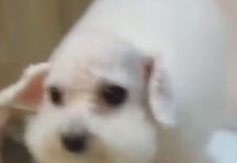 去趟美容院回來…卻被愛犬的新模樣弄得哭笑不得阿!