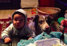 主人開玩笑「叫媽媽」就給你吃!下一秒吃貨汪「超清晰發音:馬麻~」網友全愣住…