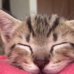 主子小時候呆呆萌萌、任由揉捏的樣子總是讓人看了心也跟著融化