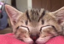 主子小時候呆呆萌萌、任由揉捏的樣子總是讓人看了心也跟著融化