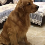 人家還想看…「電視兒童」金金看卡通超忘我 把拔「隨手關電視」牠超哀怨:偶恨你QQ