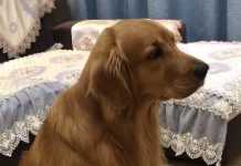 人家還想看…「電視兒童」金金看卡通超忘我 把拔「隨手關電視」牠超哀怨:偶恨你QQ