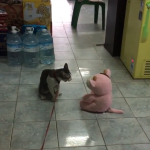 時常有人把貓咪稱為「喵皇」,貓貓的冷漠高傲還有不可捉摸的確跟皇帝的特徵十分吻合XD