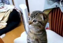 主人在廚房准備午飯,貓咪激動地站起來看,貓咪:是給我的嗎?