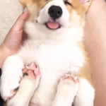 家中的柯基幼幼在睡覺時竟然會…也太萌了啦!