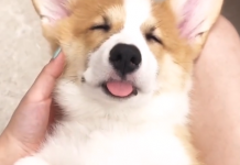 家中的柯基幼幼在睡覺時竟然會…也太萌了啦!