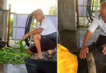 117歲高齡老牛不吃不喝「撐著見81歲老主人最後一面」才斷氣,主人不捨落淚:「你辛苦一世,下輩子找個好人家。」