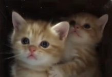 主人的行為太詭異,貓咪攔住自己的同伴:別去,那人可能是傻子!