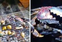 火烤螃蟹…驚見成千上萬寄生蟲蠕動!網崩潰:中秋怎麼烤肉