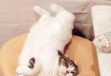 牠的日常可以說是非常「單調」了,基本就是六個字「各種睡,隨處癱!」