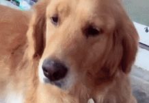 母愛是偉大的,甚至有狗狗給貓咪當起了奶媽的呢!