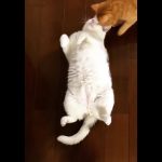 「欸,胖胖!躺在這幹嘛?」