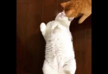 「欸,胖胖!躺在這幹嘛?」