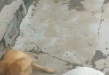 看起來脾氣很好、軟綿綿的羊咩咩,讓大家超級傻眼:這真的是我認識的羊嗎?已經幻滅的人…應該有一拖拉庫了。