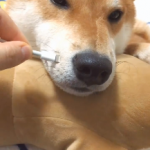 這隻憂鬱的小柴犬Nino也面臨了沒電的情況,只見牠無精打采地把頭靠在抱枕上,一臉嚴肅的思考狗生…