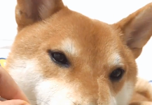 這隻憂鬱的小柴犬Nino也面臨了沒電的情況,只見牠無精打采地把頭靠在抱枕上,一臉嚴肅的思考狗生…