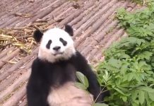 來喔~看大熊貓「跌倒翻滾轉圈圈」耍憨 網被收服:會賣萌就夠了!