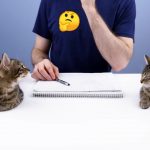 喵星人天賦異稟,不只平衡感佳、軟Q度讚,方向感更是好得沒話說~