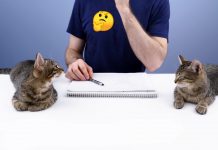 喵星人天賦異稟,不只平衡感佳、軟Q度讚,方向感更是好得沒話說~