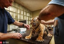 不管是再怎麼勇猛凶狠的動物,在針筒面前都會怕得嗚嗚叫~來看看國外這隻出生沒多久的小老虎,有多怕醫生叔叔…