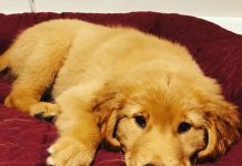 好多水水喔!小阿金搞怪「趴馬桶解渴」 同伴燦笑出賣:叔叔你看牠啦~