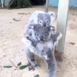 來玩疊疊樂~無尾熊爸爸霸氣背妻小 「一隻疊一隻」網笑:原來是趴趴熊!