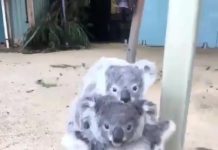 來玩疊疊樂~無尾熊爸爸霸氣背妻小 「一隻疊一隻」網笑:原來是趴趴熊!