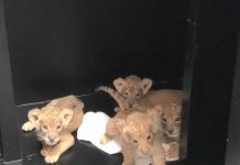 雖然說在大家的印象中,獅子是很凶猛的動物,但是剛出生沒多久的牠們,看起來卻是溫馴又可愛阿!