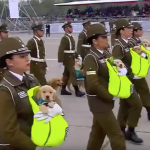 多狗狗生下來可以一輩子享福,但有的狗卻為我們人類的人身安全付出了一生,而牠們就是最盡忠報國的警犬!