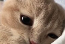 寶貝~昨晚有夢到我嗎?喵喵「起床第一視角」太犯規 網友嗶嗶:要女友幹嘛~