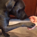 好多水水喔!小阿金搞怪「趴馬桶解渴」 同伴燦笑出賣:叔叔你看牠啦~