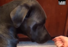 好多水水喔!小阿金搞怪「趴馬桶解渴」 同伴燦笑出賣:叔叔你看牠啦~