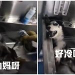 不曉得是不是因為和人類朝夕相處,毛小孩居然也都精通人話啦!