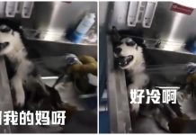 不曉得是不是因為和人類朝夕相處,毛小孩居然也都精通人話啦!