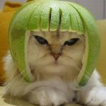 中秋戴柚子帽好可愛?主子最痛恨柑橘油氣味 「引發過敏可致命」網驚:下次不敢了…