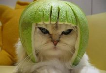 中秋戴柚子帽好可愛?主子最痛恨柑橘油氣味 「引發過敏可致命」網驚:下次不敢了…