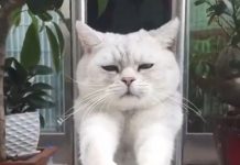 喵星人愛鑽洞是眾所皆知的事情,但是貓咪一個不小心吃太多,很可能就會鑽洞鑽出笑話來XD