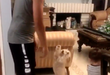 為什麼他有~汪汪羨慕小主人飛高高 「排隊舉雙手」求抱抱:人家也要!