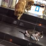 乖巧的牠不但常常會陪家裡的貓咪「小寶」玩耍,而且只要一聽到媽媽一聲令下,就會帶著小寶離開現場,不讓小寶和別隻貓咪起衝突啦XD