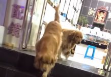 乖巧的牠不但常常會陪家裡的貓咪「小寶」玩耍,而且只要一聽到媽媽一聲令下,就會帶著小寶離開現場,不讓小寶和別隻貓咪起衝突啦XD