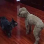 忍你很久惹!汪喵開打「貴賓秒KO喵皇」 轉一圈重摔網看呆:主子面子往哪擺…