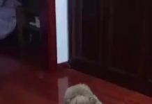 忍你很久惹!汪喵開打「貴賓秒KO喵皇」 轉一圈重摔網看呆:主子面子往哪擺…