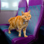 橘喵「天天自己搭公車」16公裡 司機搶載皇上:免費搭乘唷!